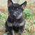 GSD Puppies 5 thumbnail