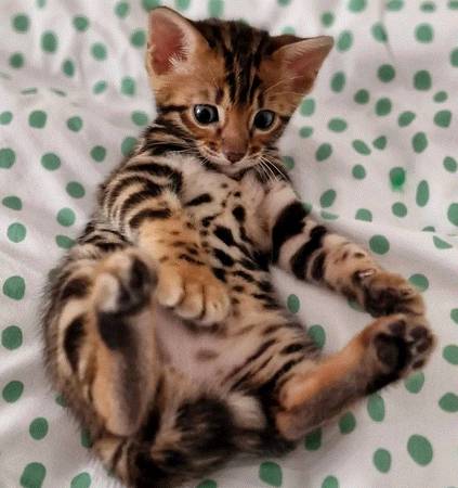 Pretty BengalKitten (210-300-96two7)63923588065794120