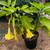 Charles Grimaldi Yellow Angel's Trumpet (Brugmansia) Potted Plant 2 thumbnail