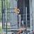 Chicken Coop and Chickens 1 thumbnail