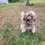 Female dog 2 thumbnail