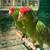 Red Crown Amazon Parrots 1 thumbnail