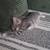 Kitten Needs Home 1 thumbnail