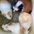 Baby Guinea Pigs 2 thumbnail