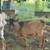 Nigerian Dwarf Buck 1 thumbnail