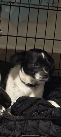 Lost black and white Chihuahua (Canoga and saticoy ave)