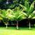 Teddy Bear palms //// DYPSIS leptocheilos --- 5/7/15 gallon 4 thumbnail