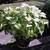 VINTAGE Butterfly Arrowhead Vine HOUSEPLANT Syngonium Podophyllum 1 thumbnail