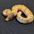 Baby boy ball pythons 3 thumbnail