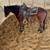 5 year old pony mare 3 thumbnail