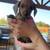 Mini dachshund puppies 1 thumbnail