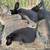 Rabbits 2 thumbnail