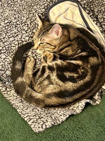 6 month old kittens (Woodway)63661959468673124