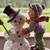Hummel #2002 First Issue 1996 "Making New Friends" Porcelain Figurine 2 thumbnail