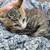 Kittens 4 thumbnail