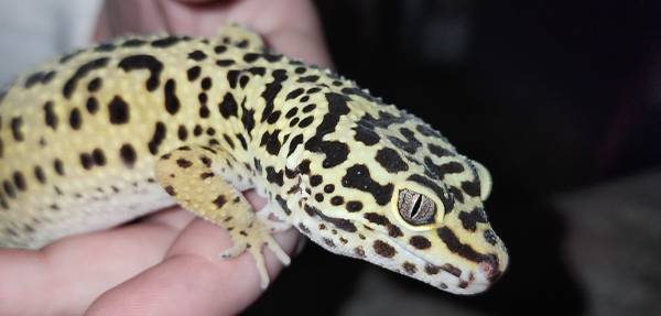RESCUED LEOPARD GECKO NEEDS HOME (Cary)63980447025283120