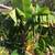 BANANA TREES, ORGANIC 3 thumbnail