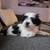 Shorkie Puppies 4 thumbnail