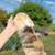 Holland Lops 7 thumbnail