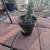 Cactus, one gallon rooted 7 thumbnail