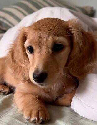 2 m ~Dachshund~ @ 𝗉𝗅𝖺𝗒𝖿𝗎𝗅 & 𝗁𝖾𝖺𝗅𝗍𝗁𝗒! R 1