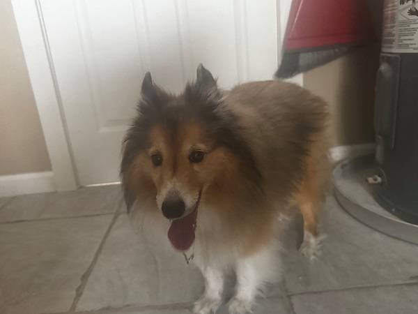 Small Rough Collie found535477719149455362