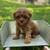 Cavapoo puppies! 3 thumbnail