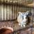 Rabbits 7 thumbnail
