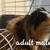 Guinea pigs 1 thumbnail
