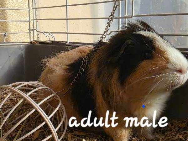 Guinea pigs 1