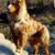 Australian Shepherd 1 thumbnail