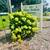 🧨Red Dynamite Crape Myrtle 3Gal 4 thumbnail
