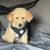 Puppie 1 thumbnail