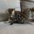 Rehoming Bengal kittens (Oakland) 17 thumbnail