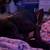 Great dane 2 thumbnail
