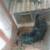 1 hen and 1 Rooster 1 thumbnail