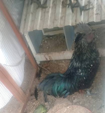 1 hen and 1 Rooster 1