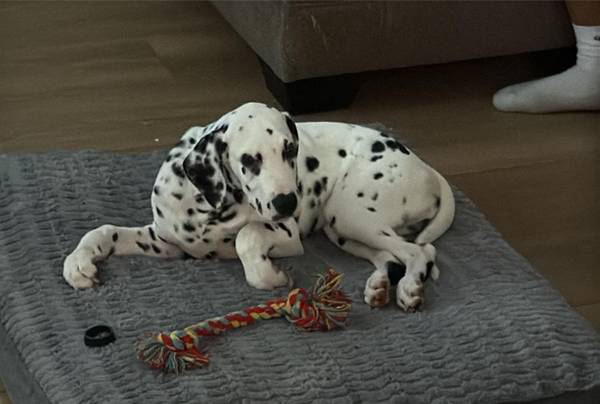 Dalmatian needs new home 1