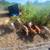 Feeder Pigs Pullets & Meat Rabbits 1 thumbnail