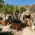 Dragon Trees and Ancient Olive Trees 13 thumbnail