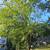 Tn mountain tree service 2 thumbnail
