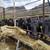 Angus Beef Steers 4 thumbnail