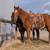 2024 AQHA Sorrel Gelding 1 thumbnail