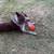 Rehoming Amazing Blue Heeler/GSP mix (Mission Valley) 4 thumbnail