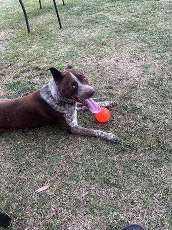 Rehoming Amazing Blue Heeler/GSP mix (Mission Valley) (Mission Valley)63819964995073123