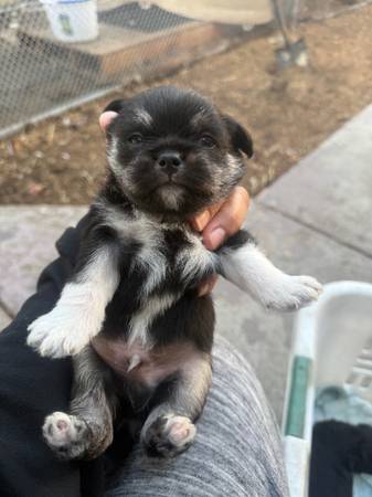 Puppies needing home (hayward / castro valley)63934078951427120