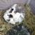Lion head rabbit with hutch and supplies 2 thumbnail