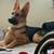 Male Germen Shepherd 2 thumbnail