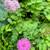 PLANT & YARD SALE -Bryn Mawr off of Conway or Dixie Belle follow signs 4 thumbnail