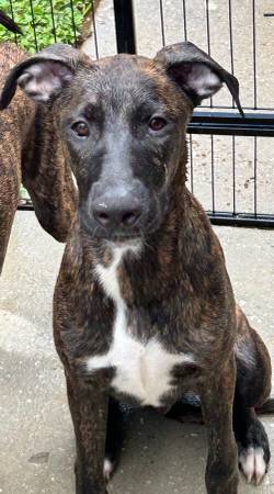 puppy for rehome (Land O Lakes)64002722647042120